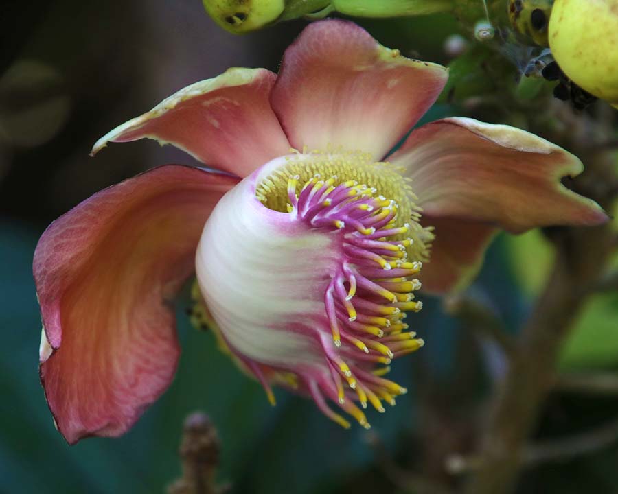 Couroupita guianensis, the Cannonball Tree, fragrant flowers but very smelly, Cannonball-like fruits.