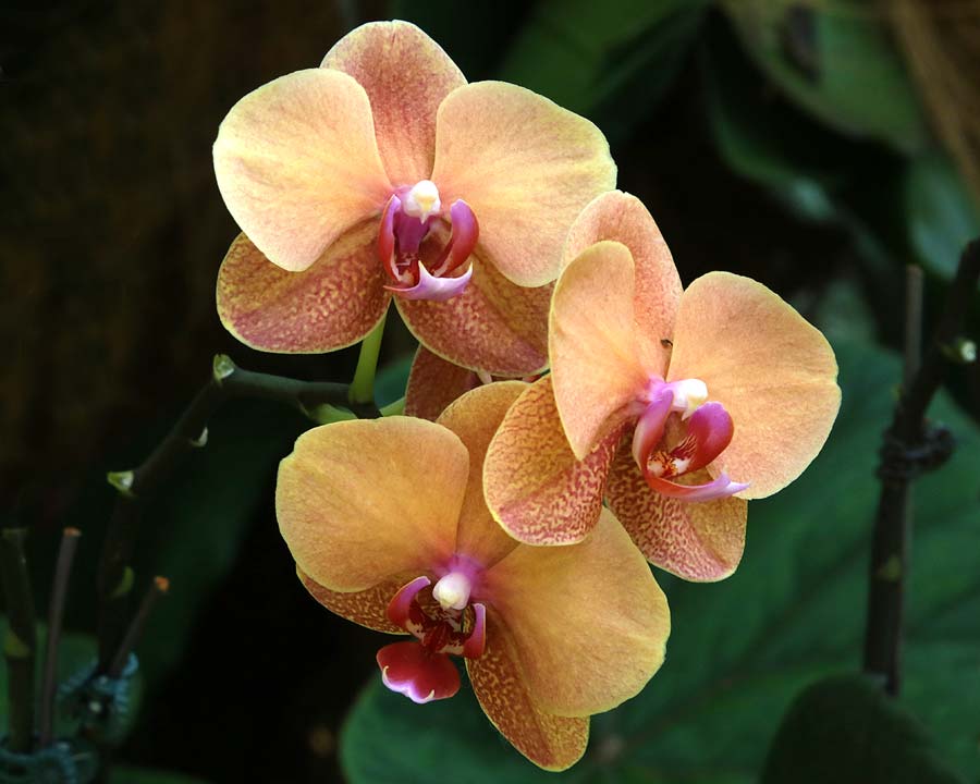 Orange Phalaenopsis Orchids, Singapore Botanic Gardens