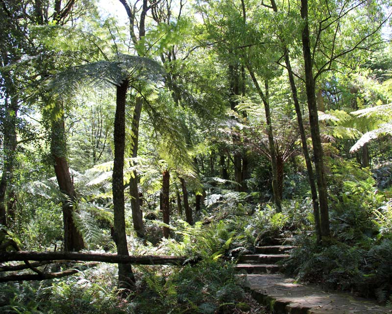 Remnant Rainforest - Blue Mountains Botanic Garden Mount Tomah