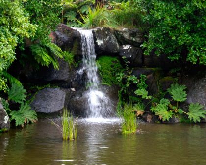 Royal botanic gardens blue mountains