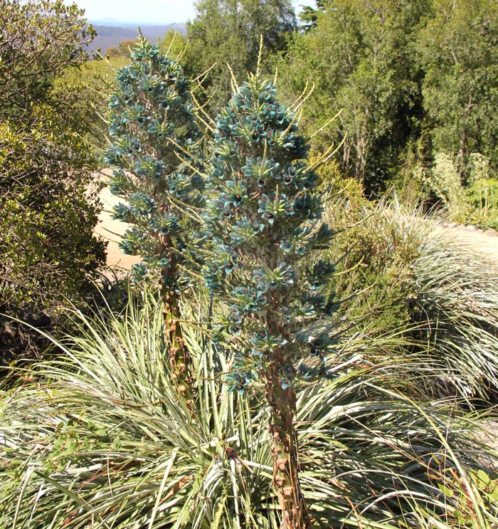 Puya berteroniana - Blue Mountains Botanic Garden Mount Tomah