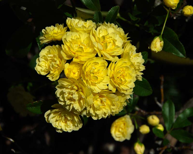 the delicate yellow flowers of Rosa banksiae - Blue Mountains Botanic Garden Mount Tomah