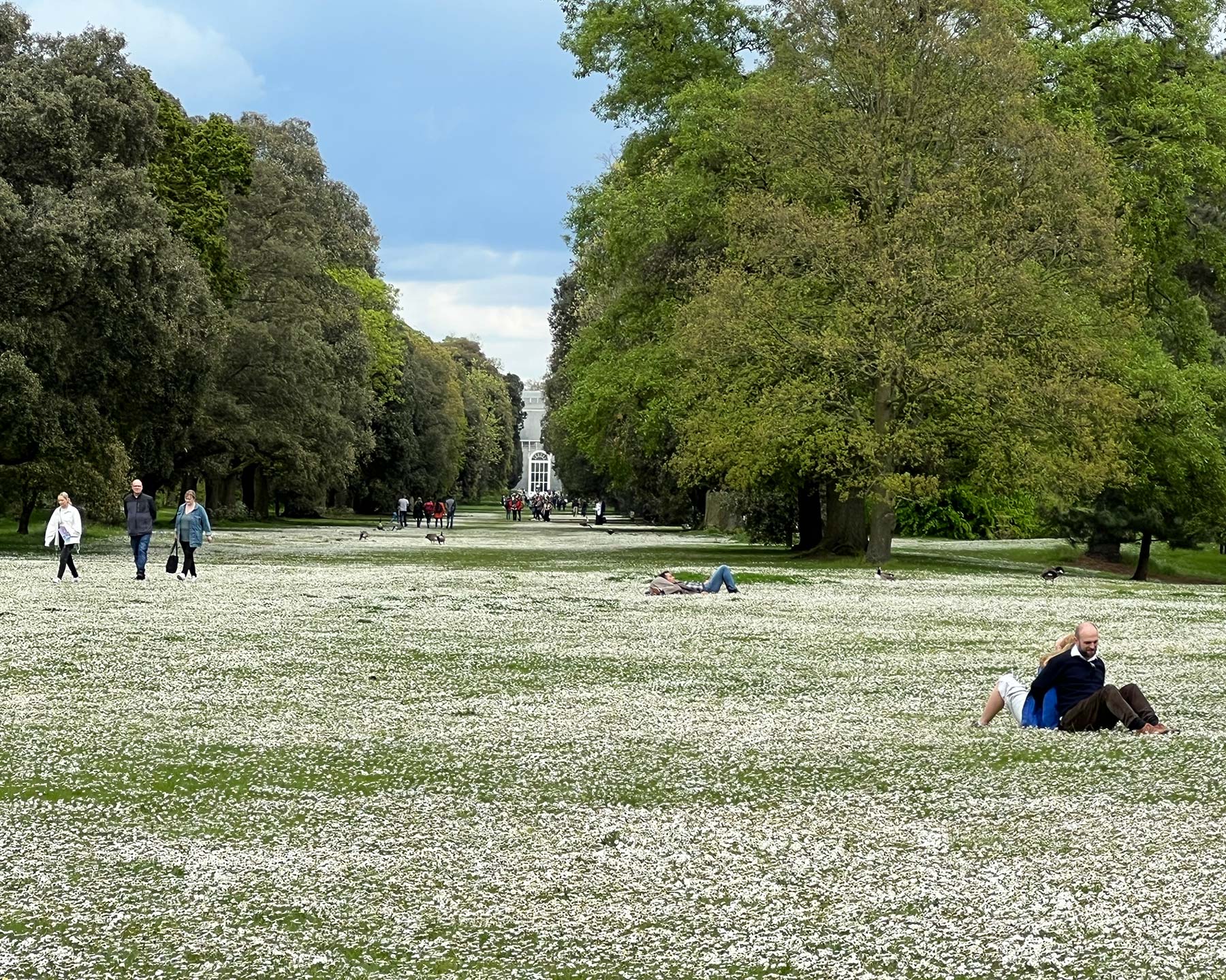 Spring daisies whiten the lawns like a sprinkling of snow