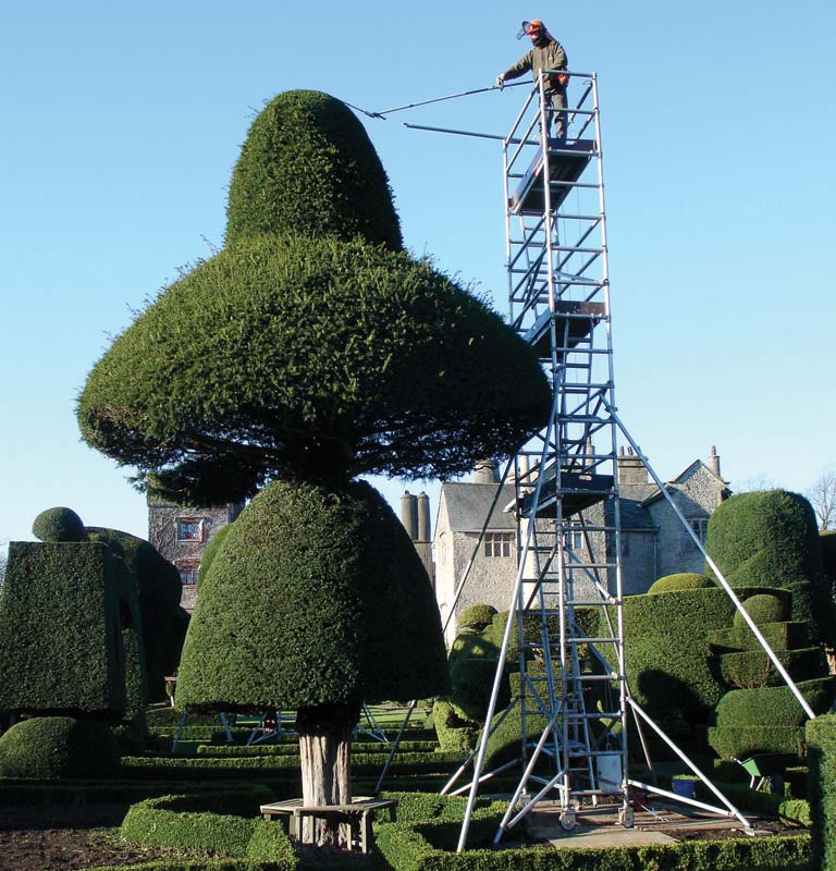 Clipping topiary at Levens Hall