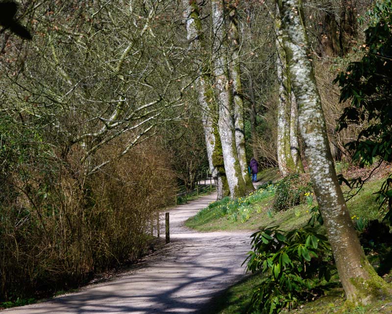 Paths towards lake - Stourhead Gardens