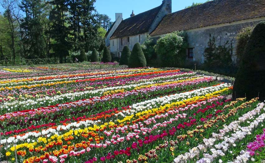 Tulips in the flower garden - Chateau de Chenonceau